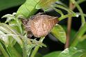 Cyrtophora_exanthematica_D4071_Z_89_Coochi island_Australie